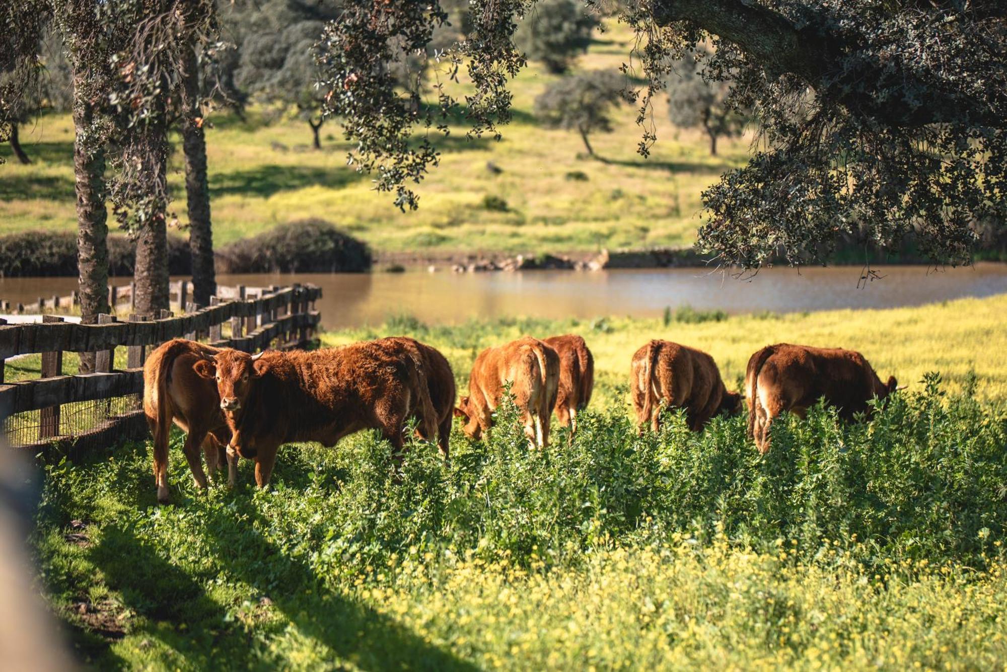 Alojamiento Rural Finca Barral El Garrobo Eksteriør bilde